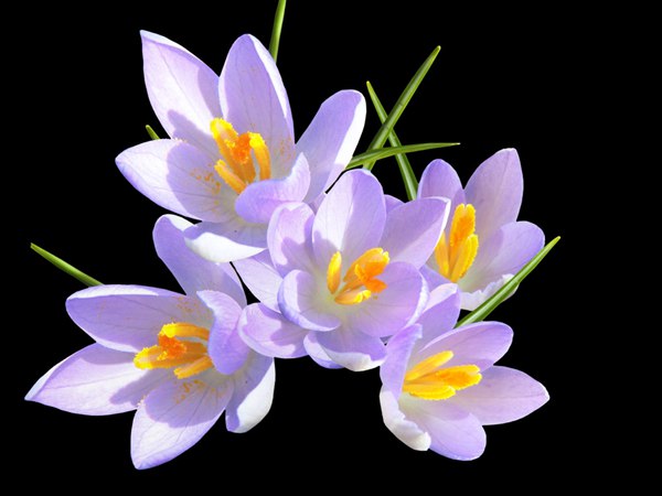丁香花的花語是什么？