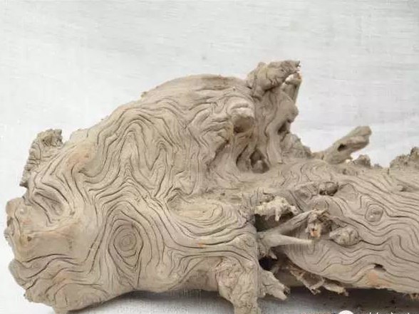 如何分辨崖柏與地柏，它們有什么不同？