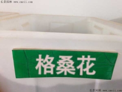格?；ǚN子